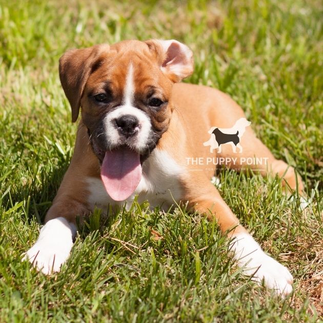 Boxer Puppies For Sale In Delhi Ncr