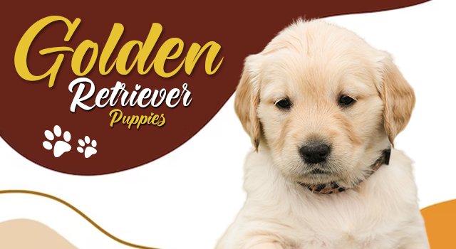 Golden-retriever