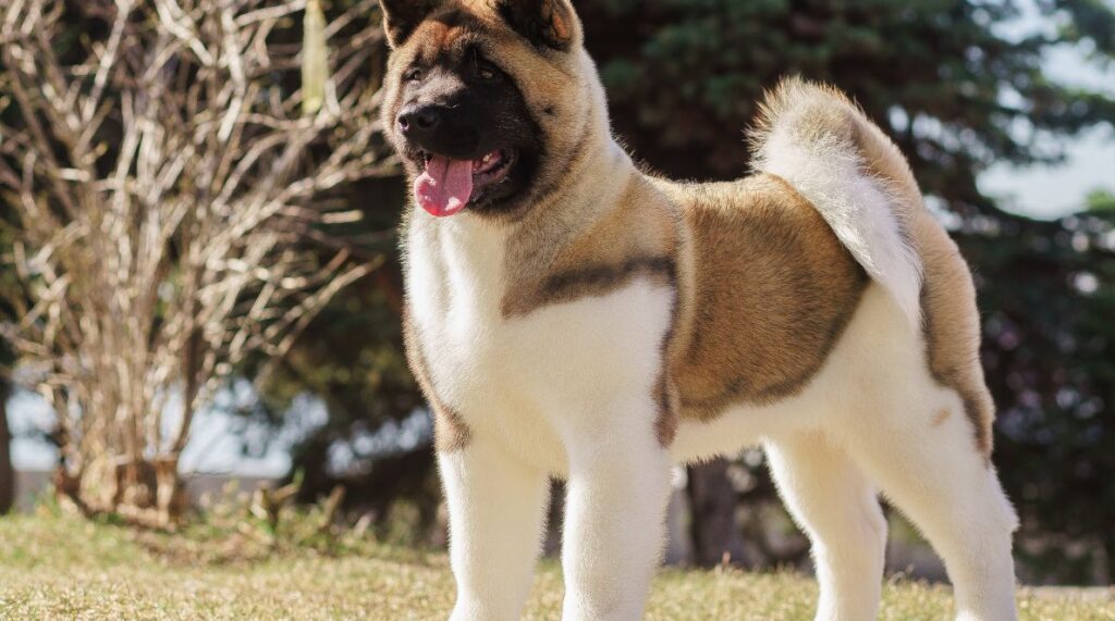 Beyond Fur and Whiskers - Exploring the Charms of Akita Puppies