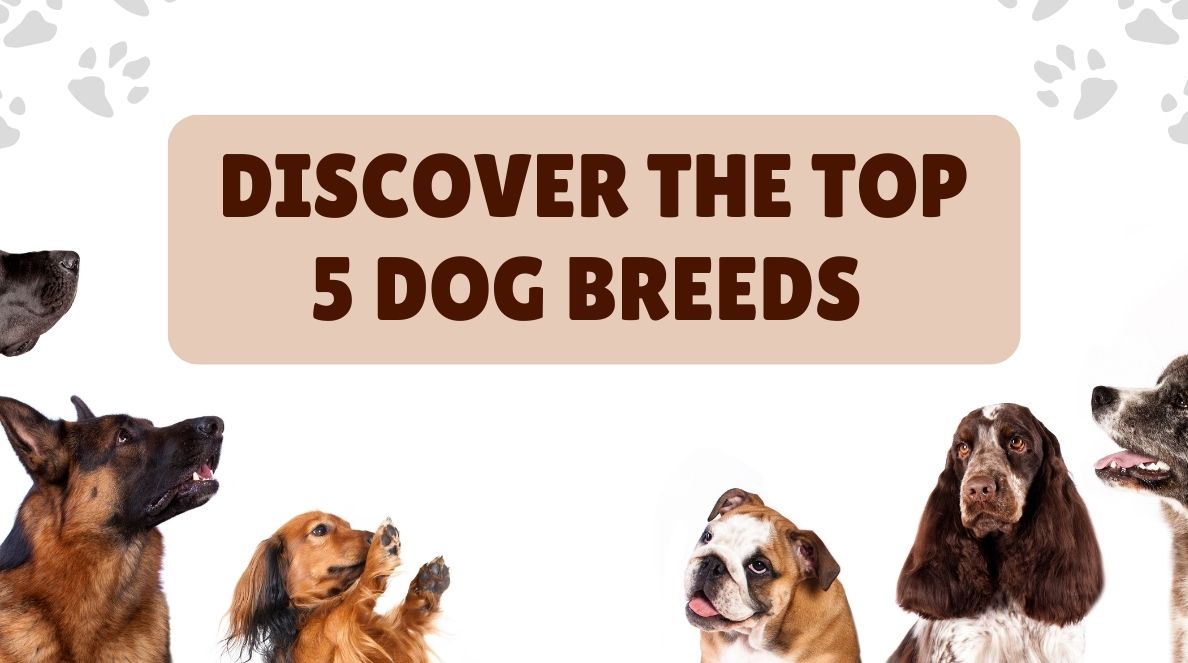 Discover the Top 5 Dog Breeds That Steal Hearts