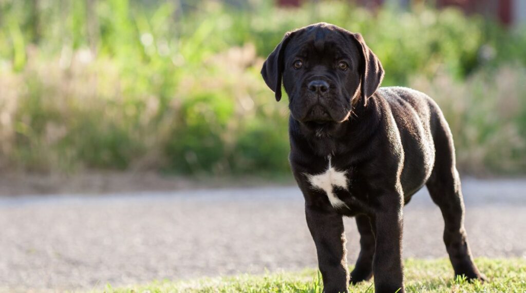 5 Things You Need to Know About Cane Corso Puppy