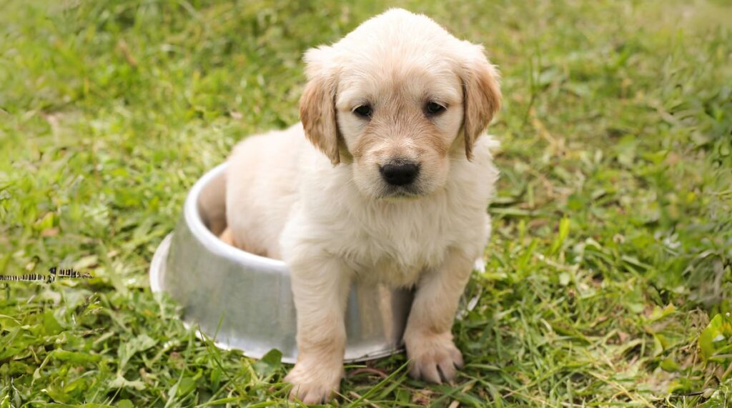 A Guide to Find Best Golden Retriever Puppy