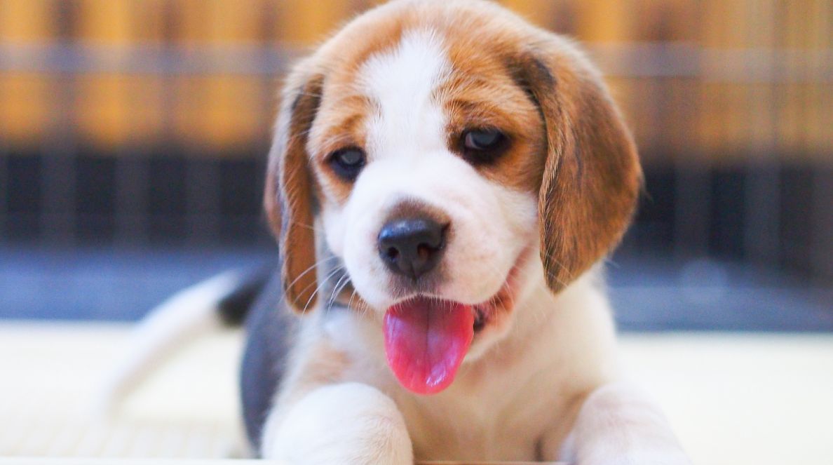 Beagle Puppy - Everything You Need to Know