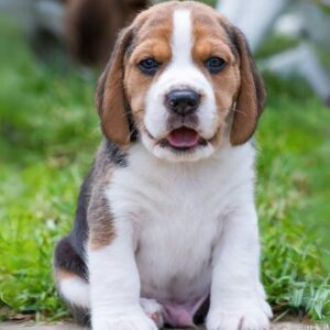 Beagle puppies for sale in Delhi