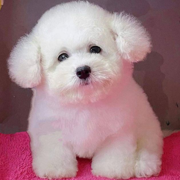 Bichon Frise puppies for sale in Delhi