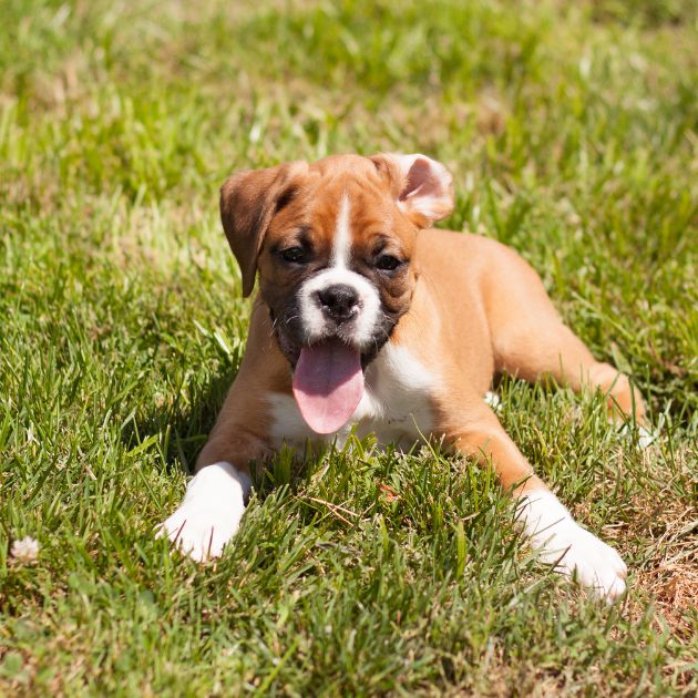 Boxer puppies for sale in Delhi