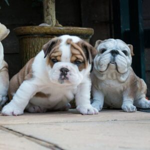 British Bulldog puppies for sale in Delhi