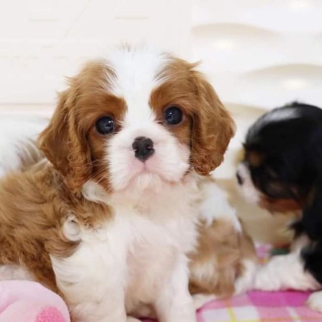 Cavalier King Charles puppies for sale in Delhi