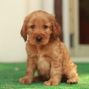 Cocker Spaniel puppies for sale in Delhi