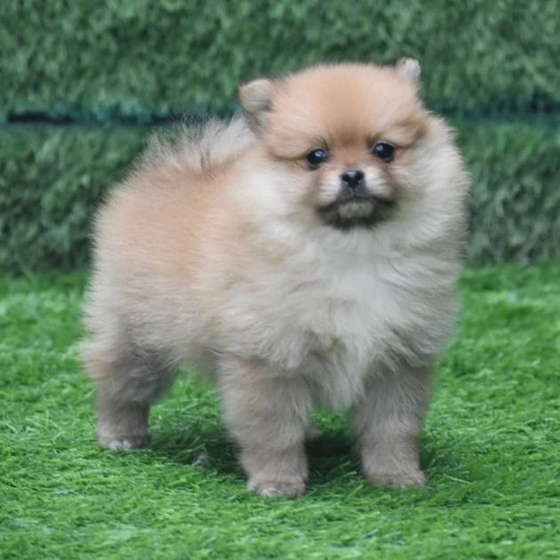 Culture Pom puppies for sale in Delhi