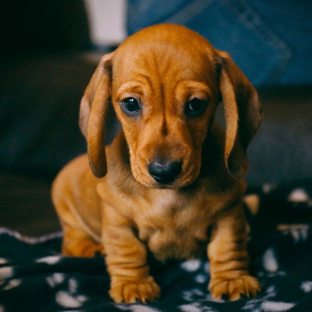 Dachshund puppies for sale in Delhi