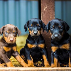 Doberman puppies for sale in Delhi