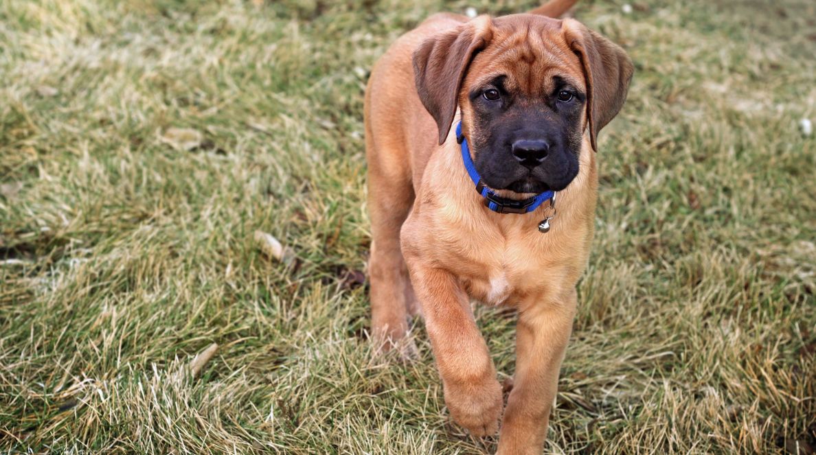 EVERYTHING YOU NEED TO KNOW ABOUT ENGLISH MASTIFF PUPPY