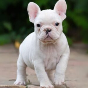 French Bulldog puppies for sale in Delhi