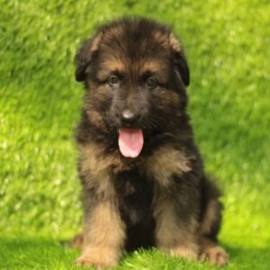 German Shepherd puppies for sale in Delhi