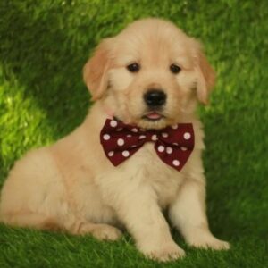 Golden Retriever puppies for sale in Delhi