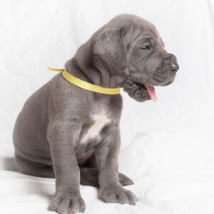 Great Dane puppies for sale in Delhi