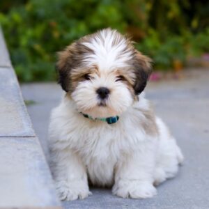 Lhasa Apso puppies for sale in Delhi