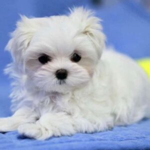 Maltese puppies for sale in Delhi