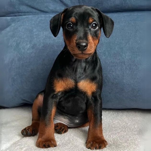 Harlequin pinscher for sale hotsell