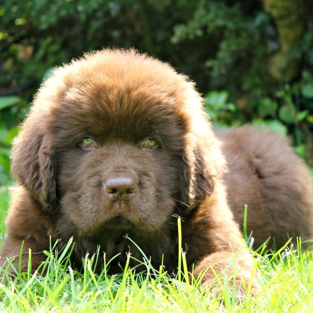 Newfoundland puppies for sale in Delhi