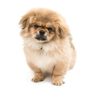 Pekingese puppies for sale in Delhi