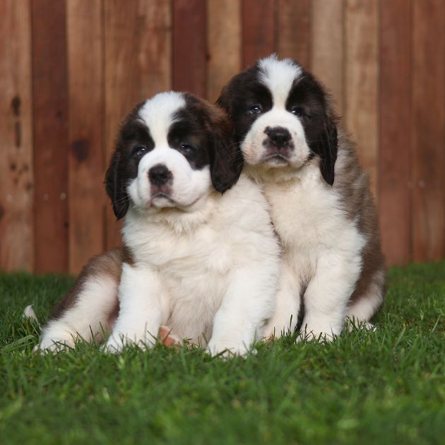 Saint Bernard puppies for sale in Delhi