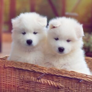 Samoyed puppies for sale in Delhi