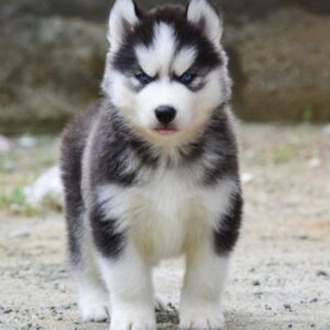 Seberian Husky puppies for sale in Delhi