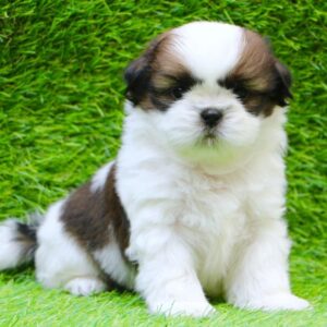 Shih Tzu puppies for sale in Delhi