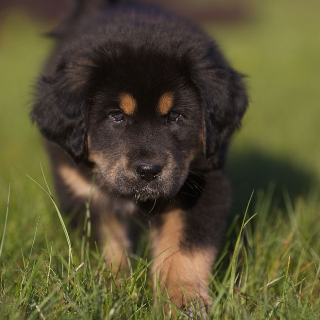 Tibetan Mastiff puppies for sale in Delhi