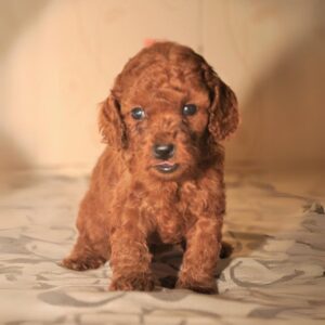 Toy Poodle puppies for sale in Delhi