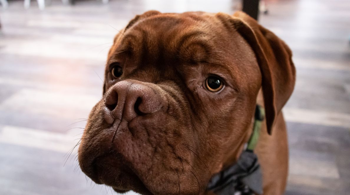 What Do You Know About French Mastiff Puppy Before Bringing Home