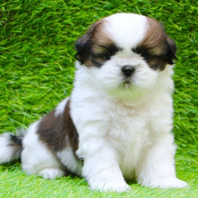 Shih Tzu