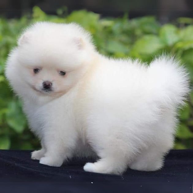 Toy pom